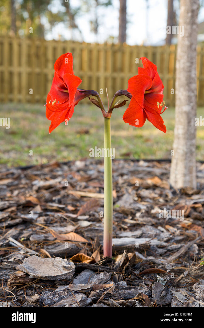 Hippeastrum o Amaryllis rojo en el jardín trasero Foto de stock