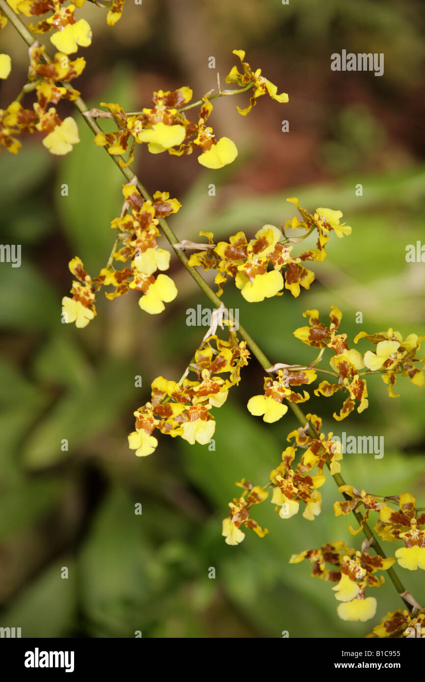 Oncidium orchid golden fotografías e imágenes de alta resolución - Alamy