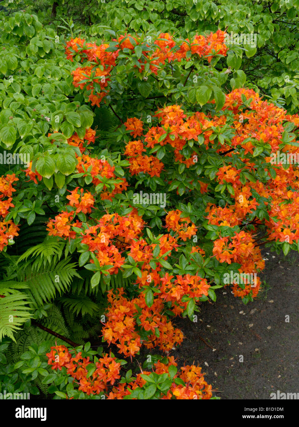 Rododendro calendulaceum fotografías e imágenes de alta resolución - Alamy