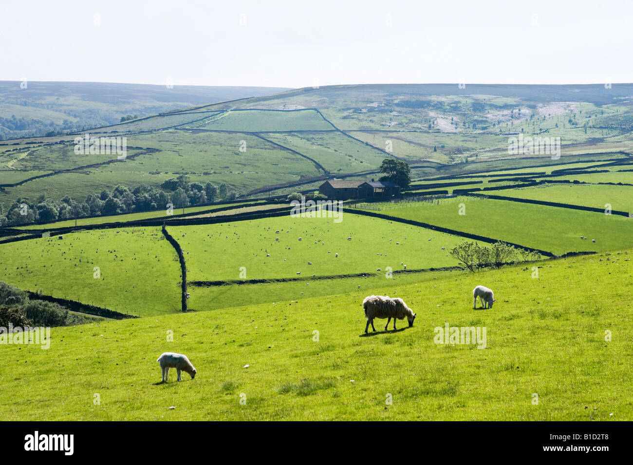 Campo cerca de Bradfield, Peak District, al sur de Yorkshire, Inglaterra, Reino Unido Foto de stock