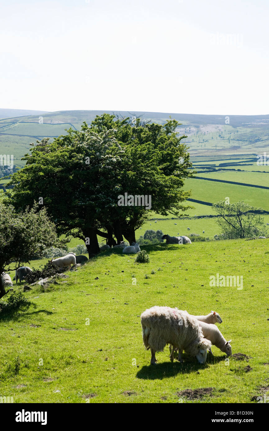 Ovejas en el campo cerca de Bradfield, Peak District, al sur de Yorkshire, Inglaterra, Reino Unido Foto de stock