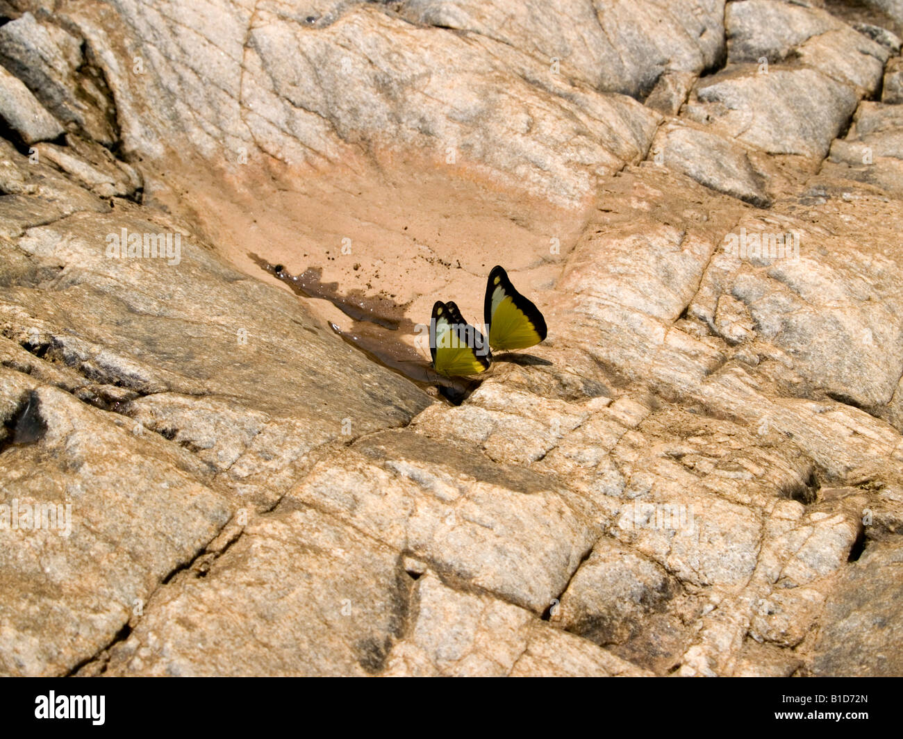 Duo de mariposas, tomando sol Foto de stock