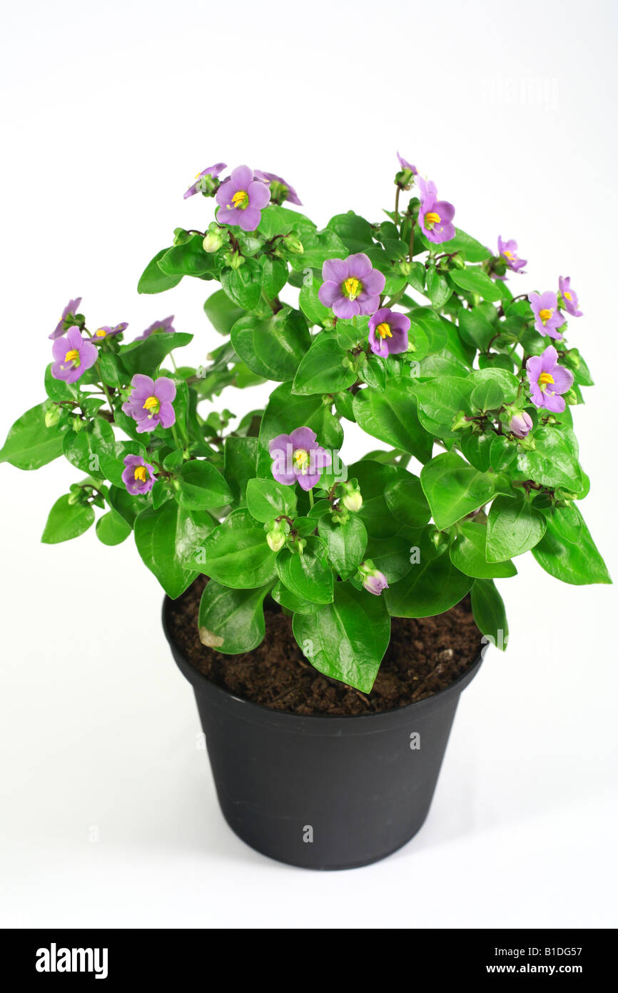 Persian violet exacum affine gentianaceae fotografías e imágenes de alta  resolución - Alamy