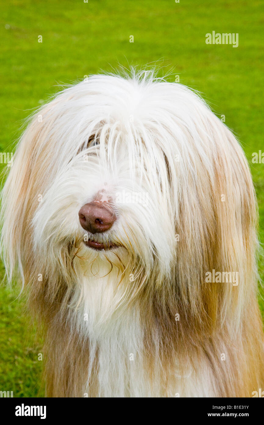 Frontera Golden Retriever, una raza de trabajo mixto & PET también se conoce como un híbrido, la descendencia de un Golden Retriever y un Border Collie Foto de stock