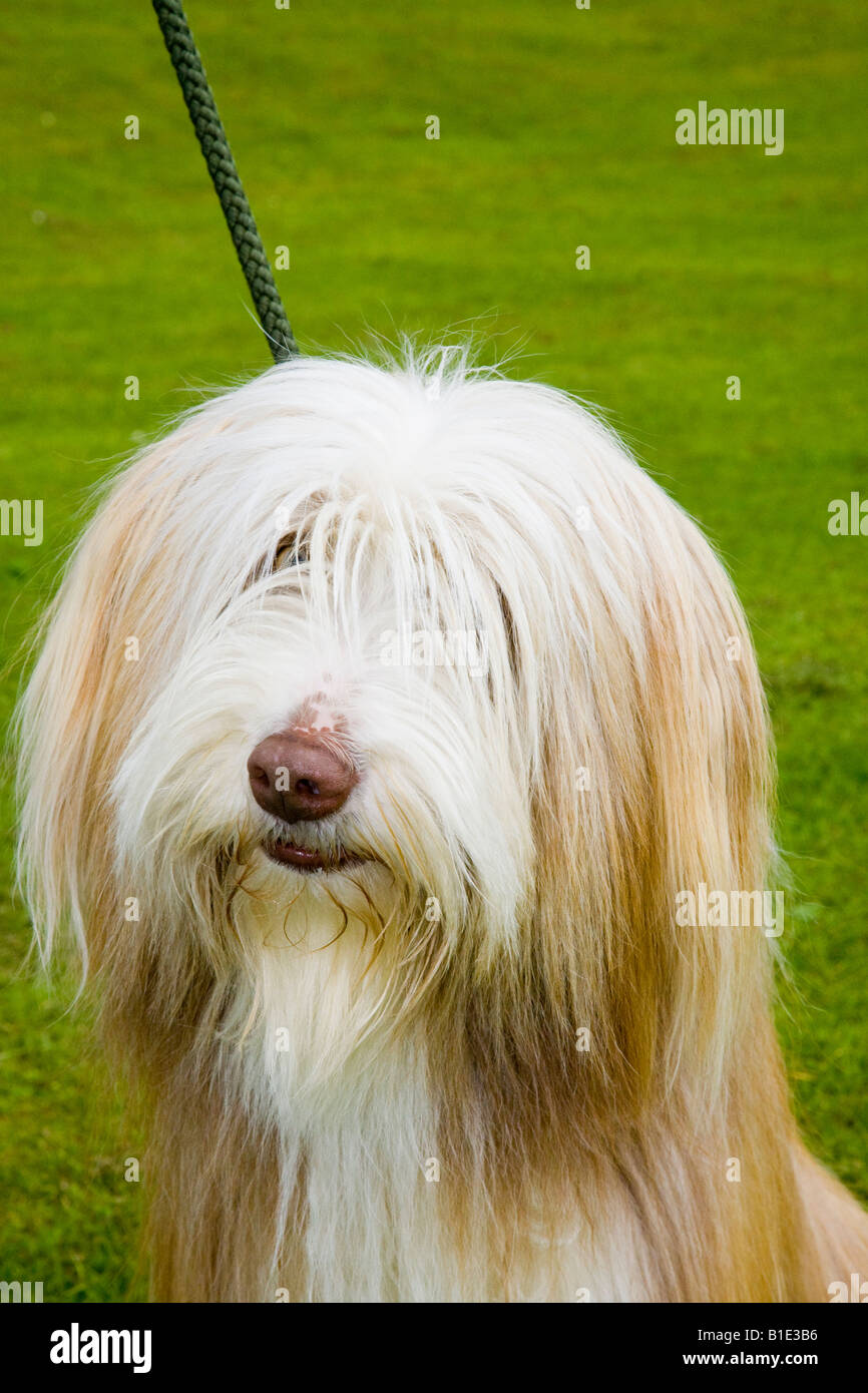 Frontera Golden Retriever, una raza de trabajo mixto & PET también se conoce como un híbrido, la descendencia de un Golden Retriever y un Border Collie Foto de stock