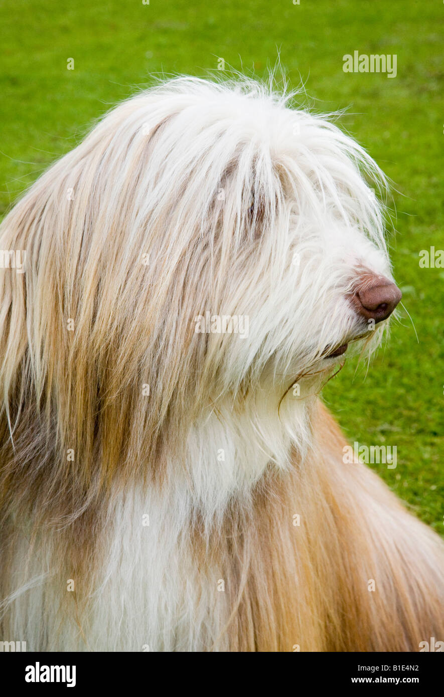 Frontera Golden Retriever, una raza de trabajo mixto & PET también se conoce como un híbrido, la descendencia de un Golden Retriever y un Border Collie Foto de stock