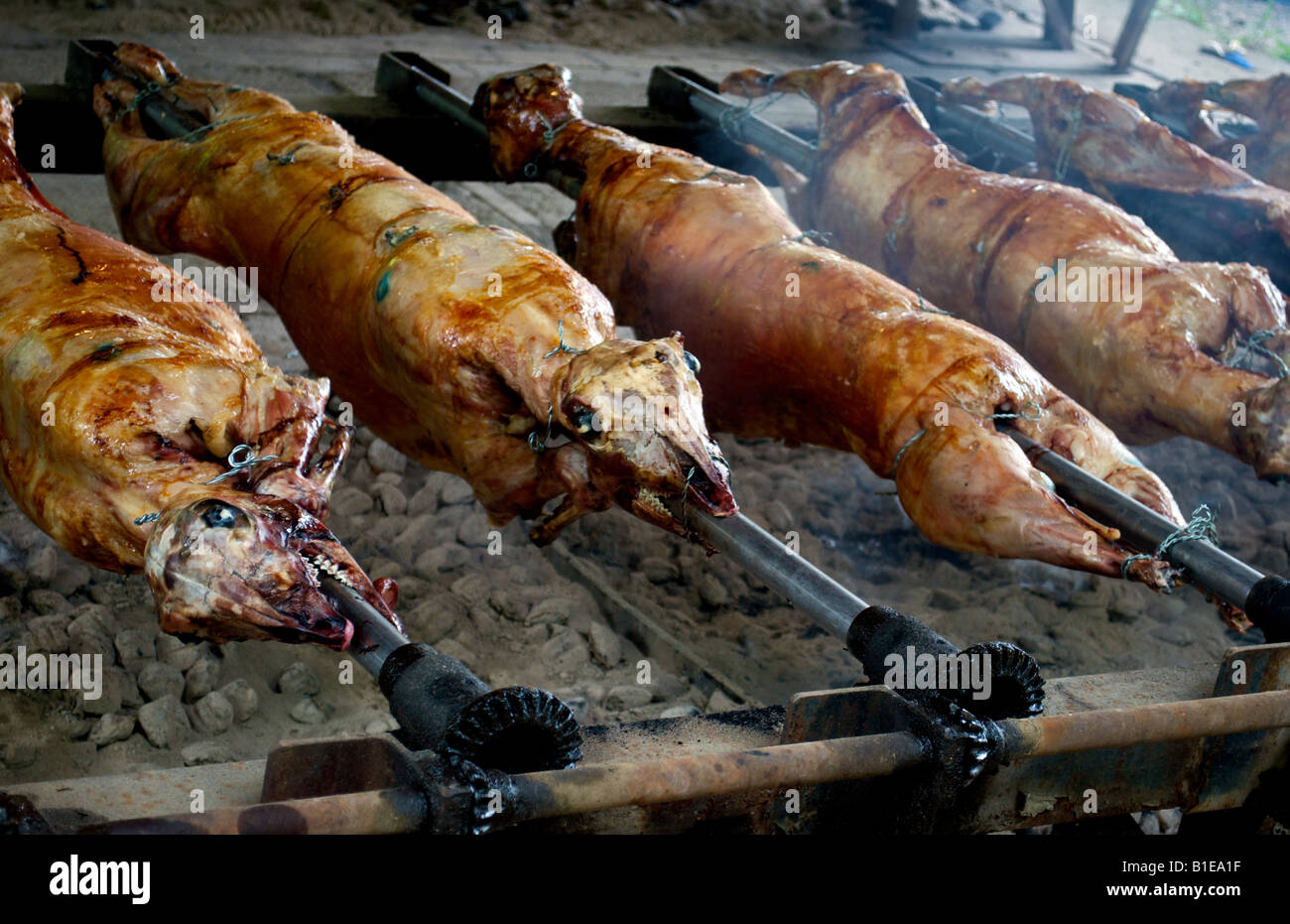 Cordero asado sobre un carbón de leña en un picnic croata Fotografía de  stock - Alamy