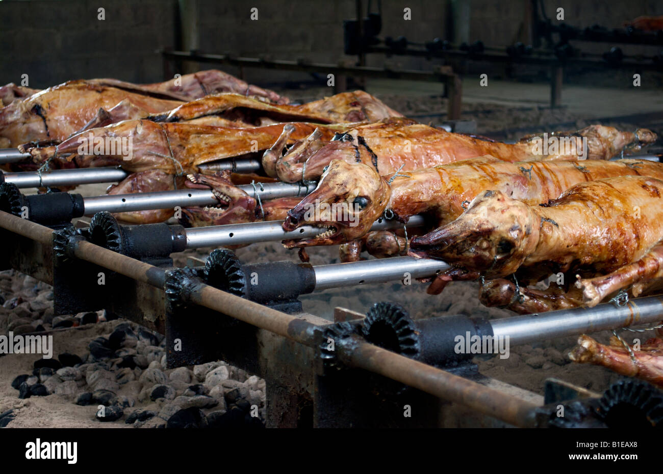Cordero asado sobre un carbón de leña en un picnic croata Fotografía de  stock - Alamy