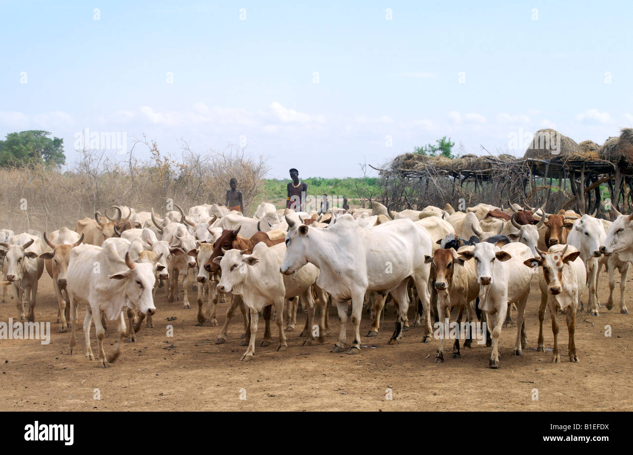 Los bovinos son Dassanech manejado en un pueblo a orillas del río Omo.Los Dassanech hablan un idioma de Cushítico Oriental. Foto de stock