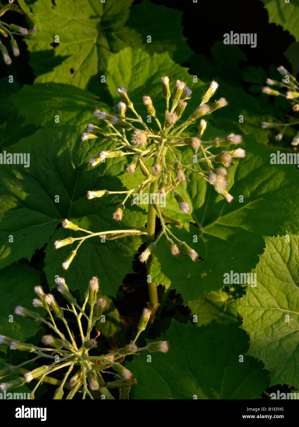 Blanco (butterbur petasites albus) Foto de stock