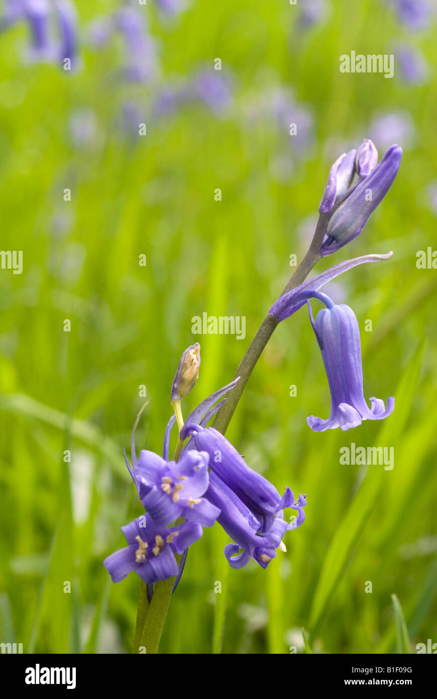 Cerca de flores Bluebell común, Hyacinthoides non scripta, Oxley Bank, Bretton, West Yorkshire, Reino Unido Foto de stock