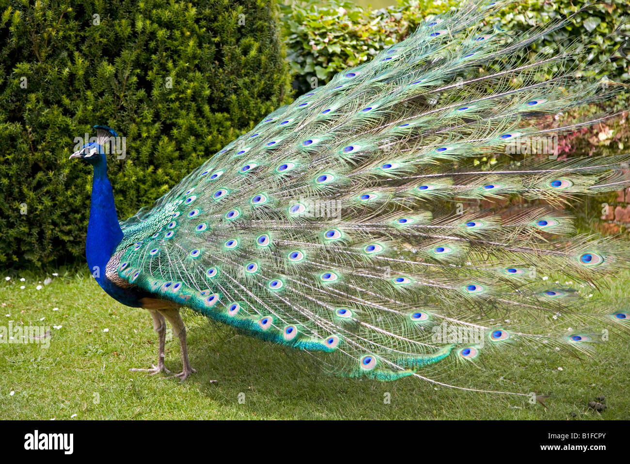 Pluma pavo real fotografías e imágenes de alta resolución - Alamy