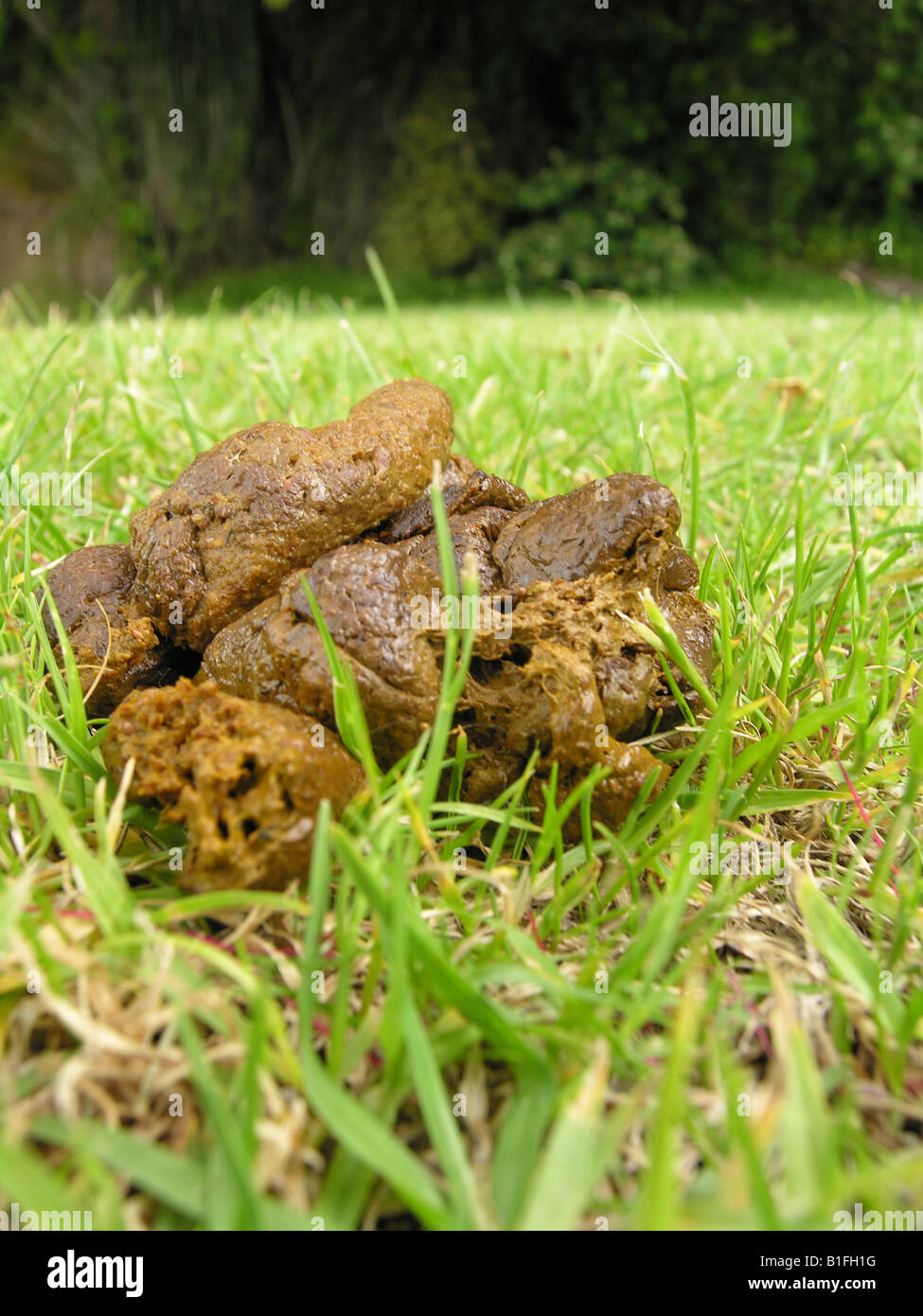 Gran asadora dog poo Fotografía de stock - Alamy