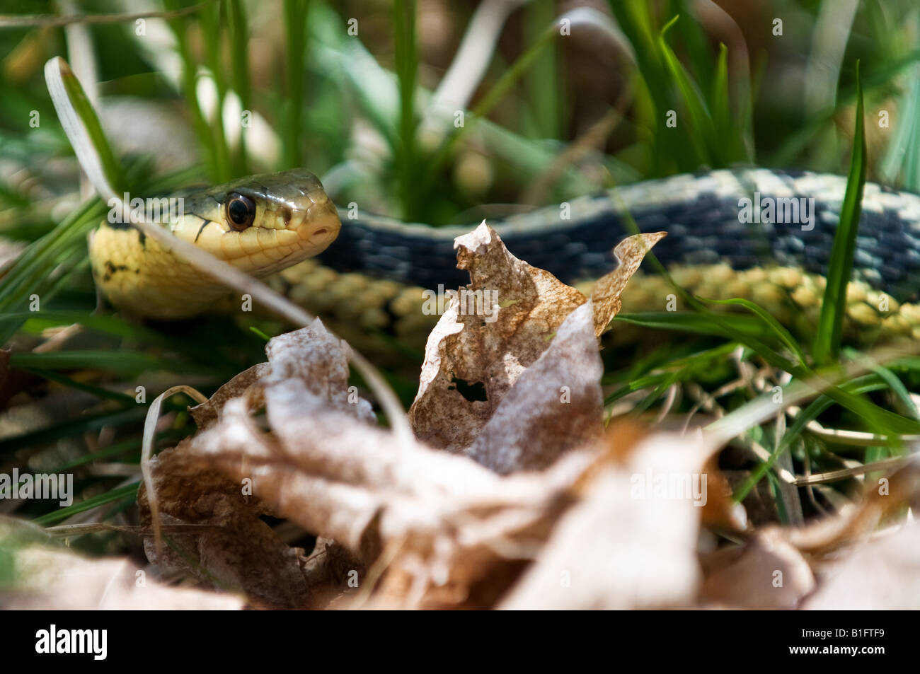 Una salvaje Garter Snake repta a través del bosque. Foto de stock