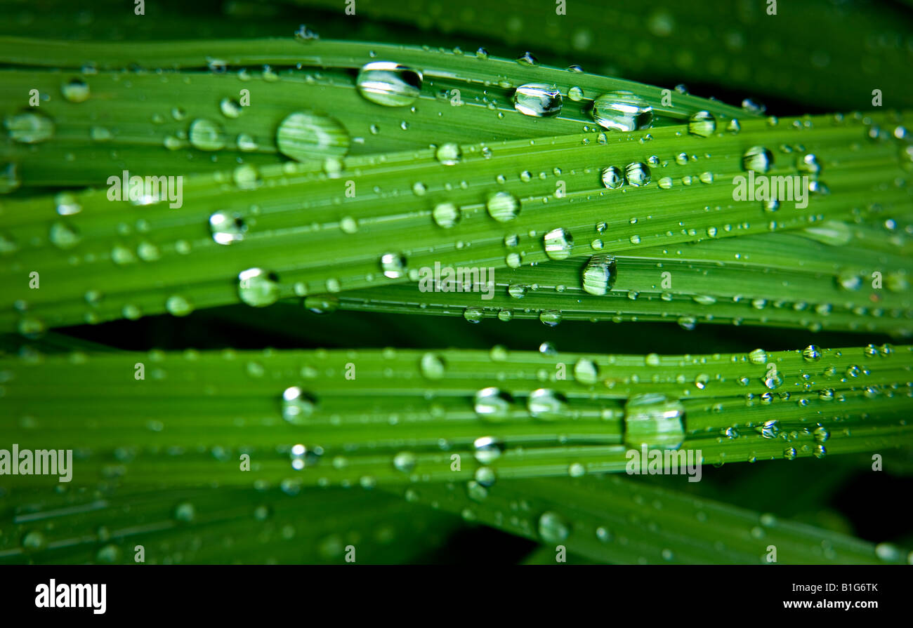 Las gotas de lluvia sobre hojas verdes Foto de stock