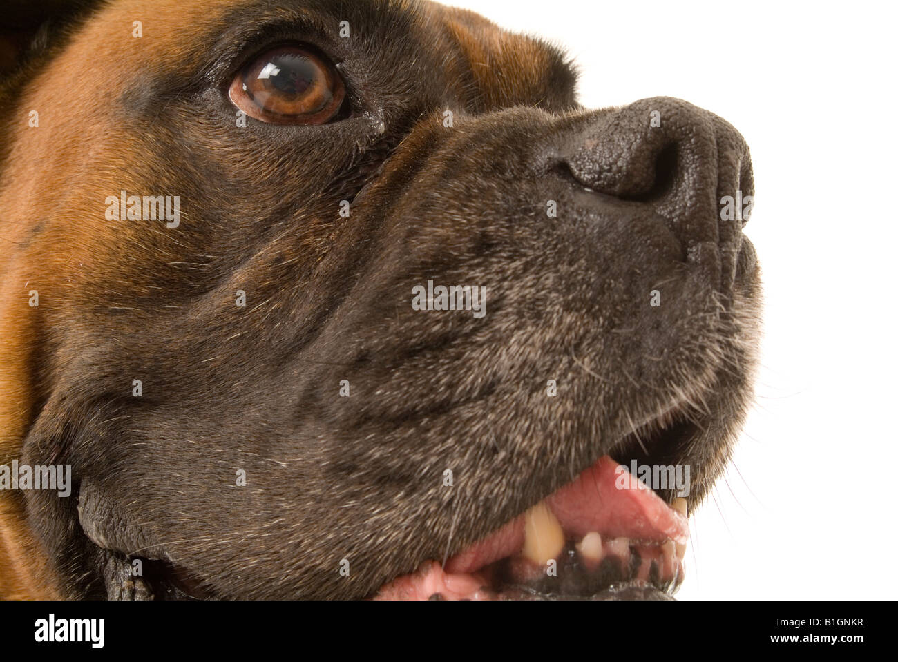 Boxer pedigree perro mascota animal feo rostro expressionboxer bog pedigree pet fea cara expresión animal Foto de stock