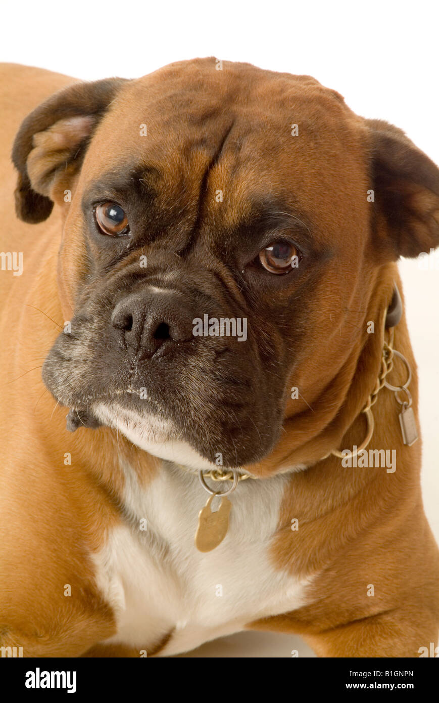 Boxer pedigree perro mascota fea cara expresión animal Fotografía de stock  - Alamy