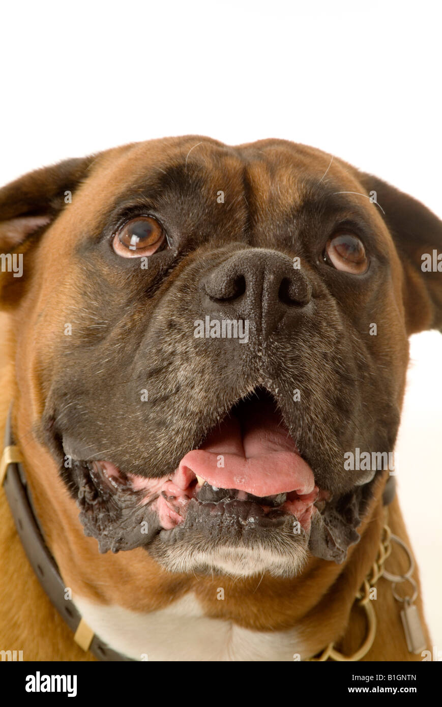 Boxer pedigree perro mascota animal feo rostro expressionboxer bog pedigree pet fea cara expresión animal Foto de stock