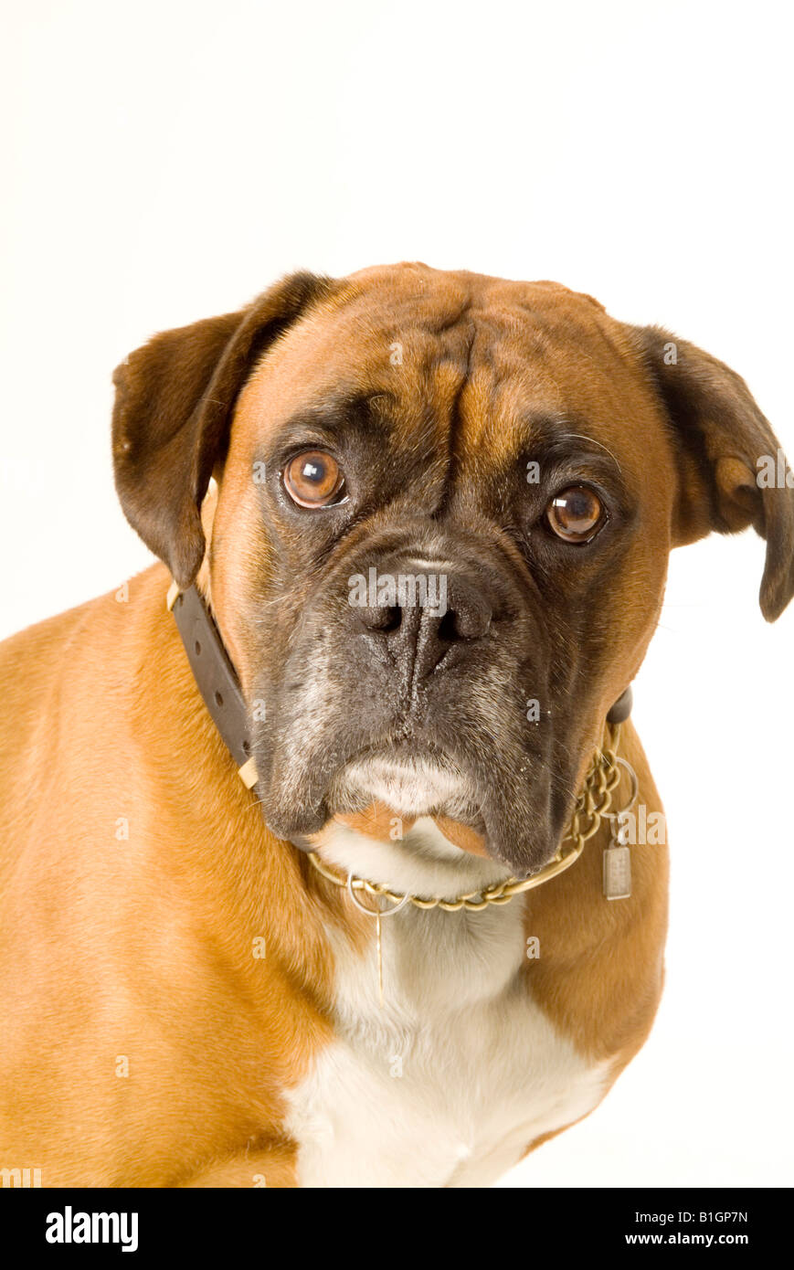 Boxer Dog Pedigree Pet Ugly Fotos e Imágenes de stock Alamy