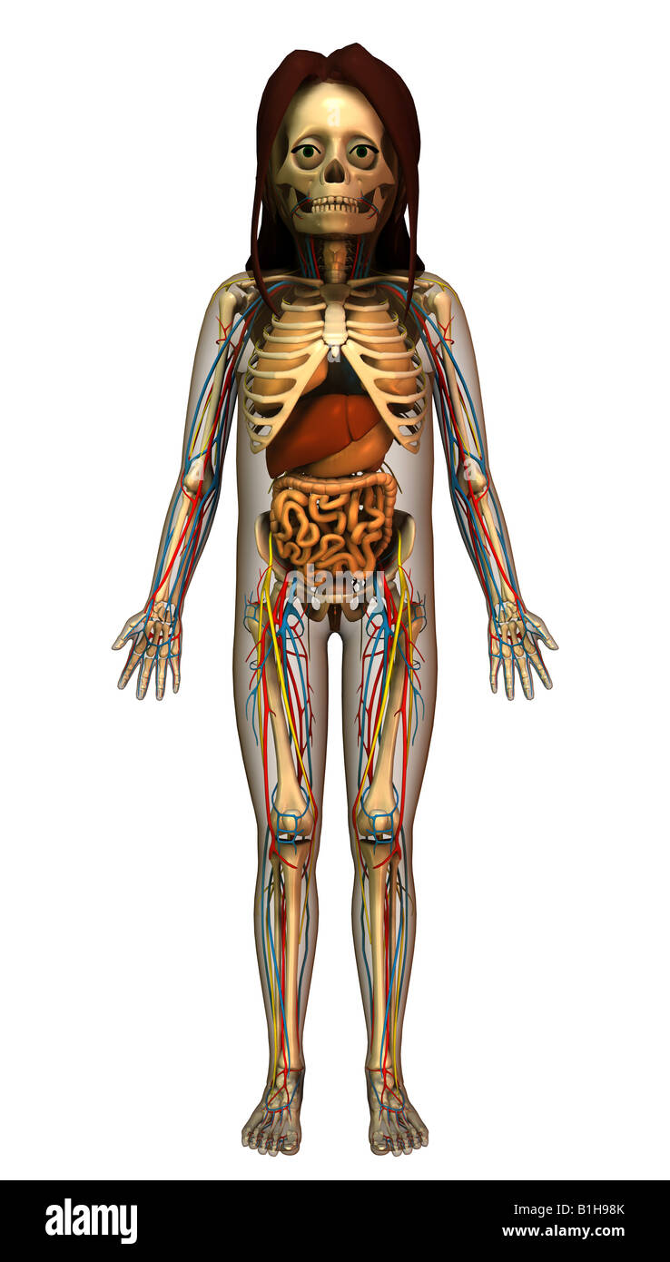 sol Tanzania Discutir Anatomía El esqueleto con órganos Fotografía de stock - Alamy
