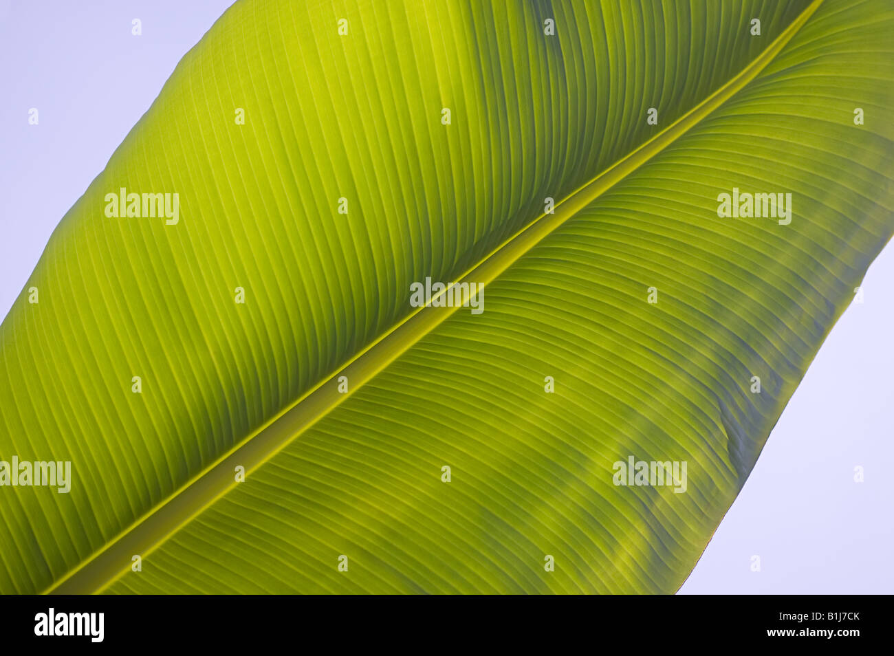 Hoja de plátano Fotografía de stock Alamy