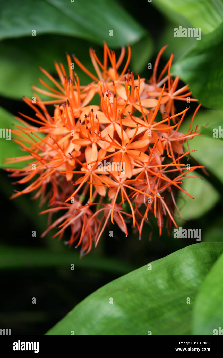 Lirio de sangre ,Scadoxus cinnabarinus, Amaryllidaceae, tropical de África Occidental Foto de stock