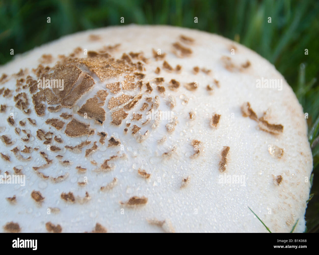 Un hongo que crece silvestre en el campo Foto de stock