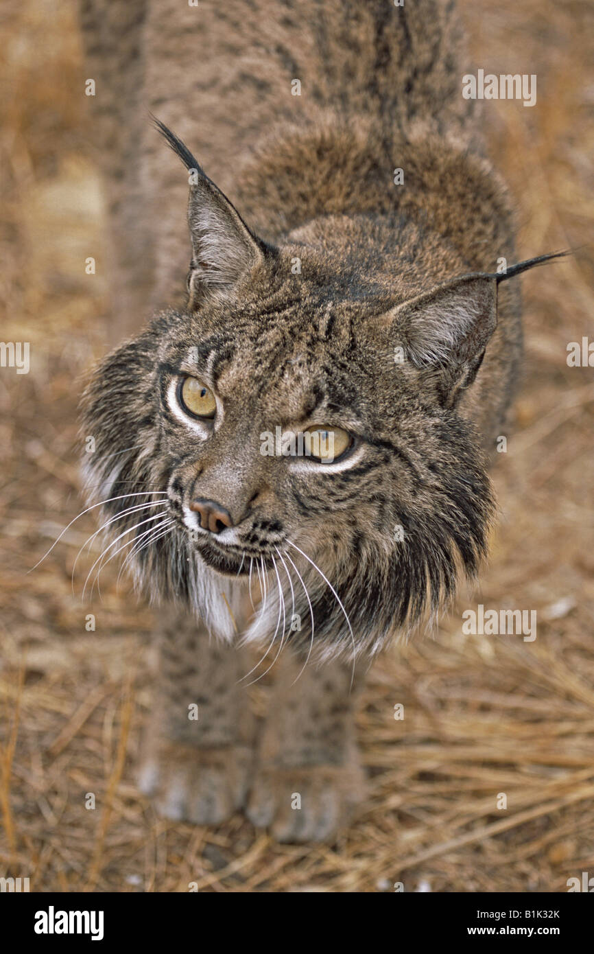 El lince ibérico (Lynx pardinus) en peligro de extinción en España Foto de stock