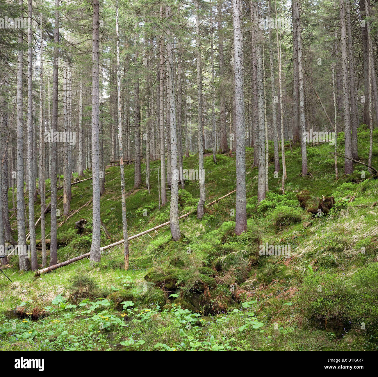 Paisaje de bosque pino abeto Cárpatos de verano Foto de stock