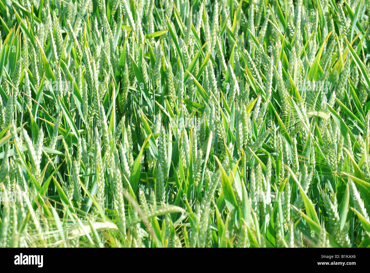 En el campo de trigo no madurado, Pitstone, Buckinghamshire, Inglaterra, Reino Unido Foto de stock