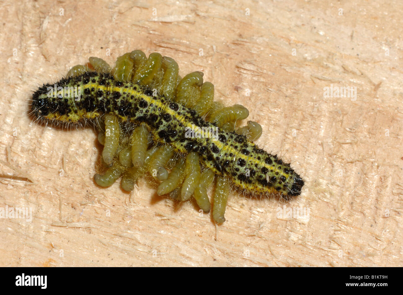 Gran Blanco (Pieris brassicae) Caterpillar con larvas de avispa parasitoide (Cotesia glomerata) dejando la oruga a pupa Foto de stock