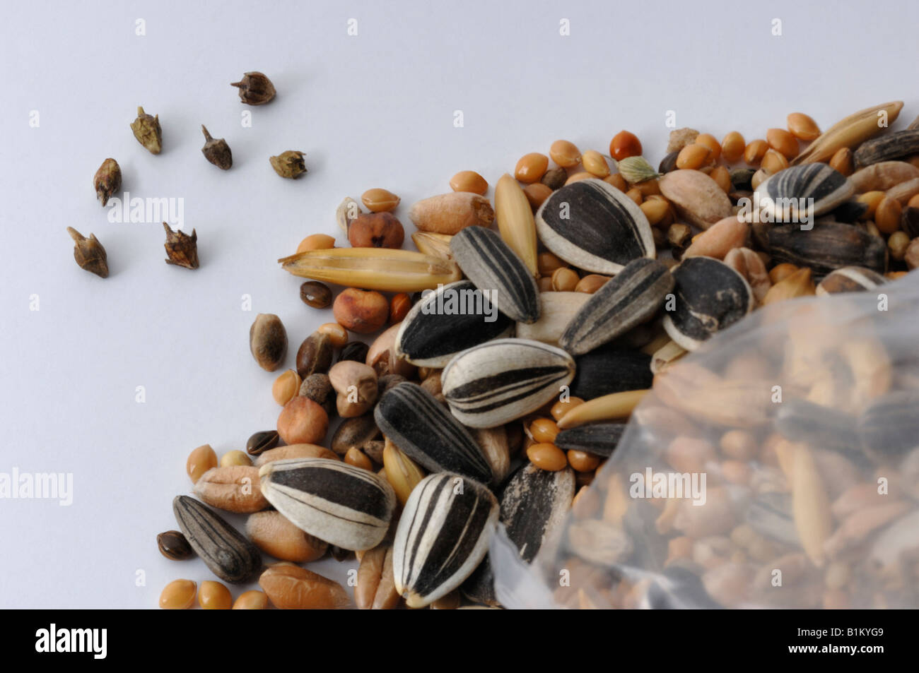 Ambrosía anual, la ambrosía común (Ambrosia artemisiifolia) semillas encontrados en los alimentos de aves Foto de stock
