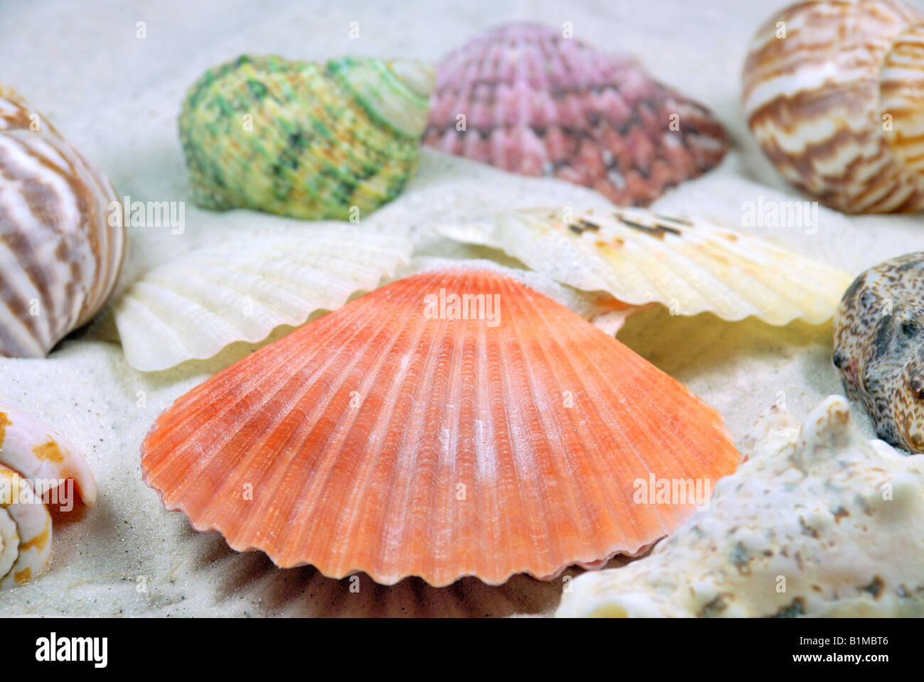 Conchas de Mar en la playa de arena Foto de stock