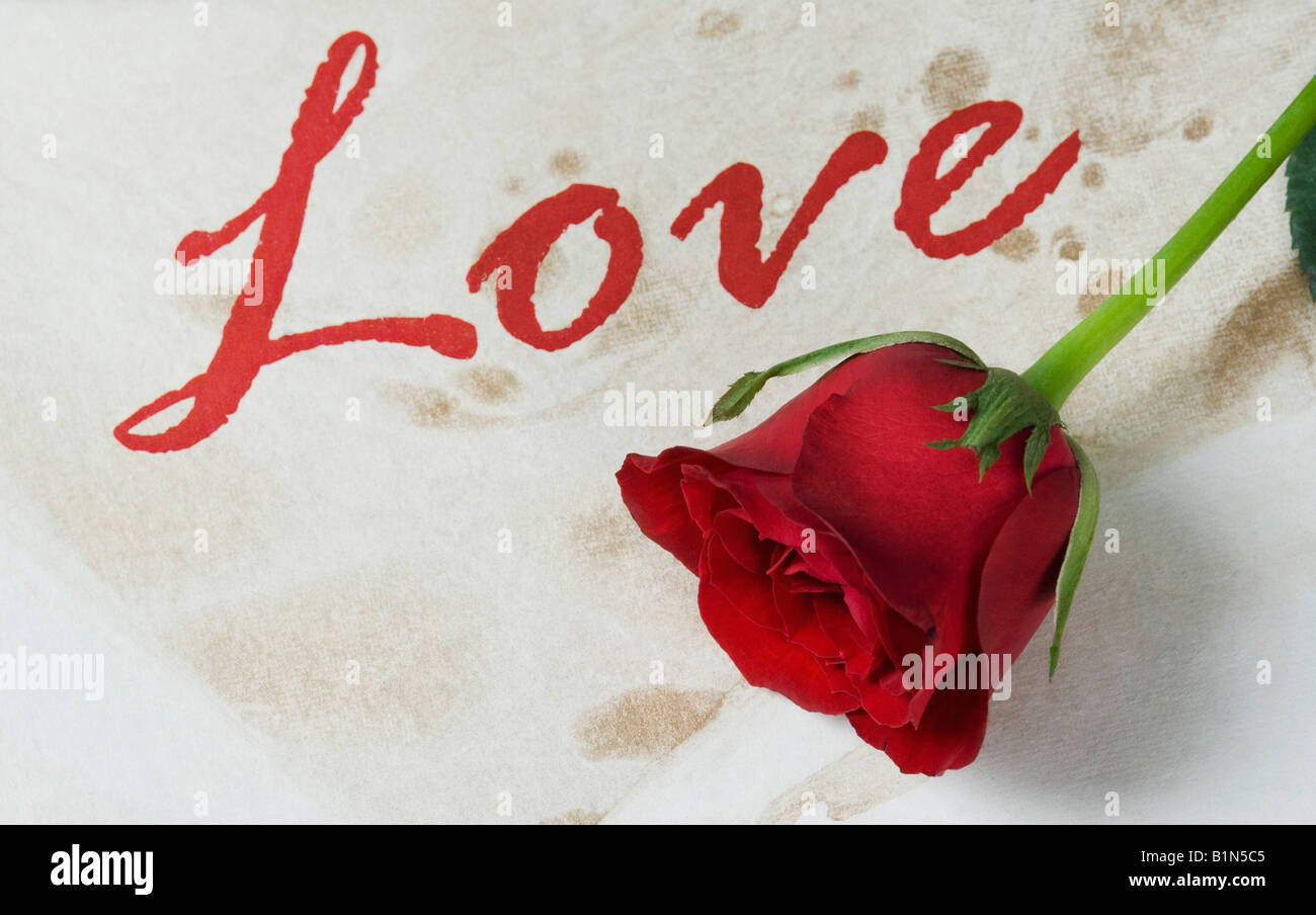 Close-up de una rosa roja en una tarjeta de felicitación Foto de stock