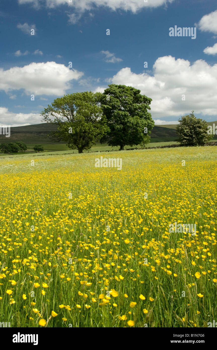 La caliza haymeadow orgánicos tradicionales a comienzos del verano cerca Ravenstonedale Cumbria Foto de stock