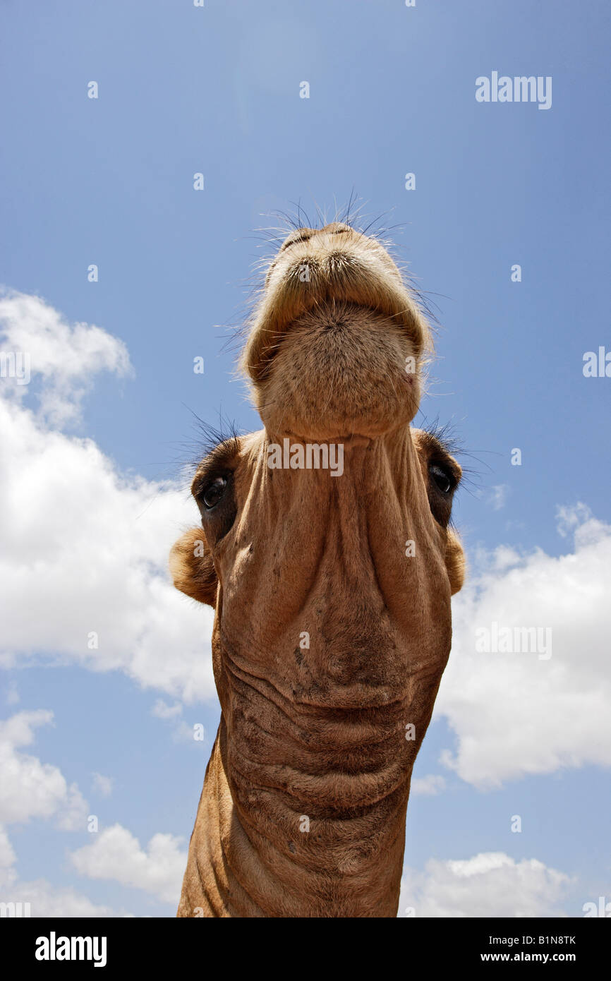 Uno jorobas camello, dromedario (Camelus dromedarius), cabeza visto desde abajo Foto de stock