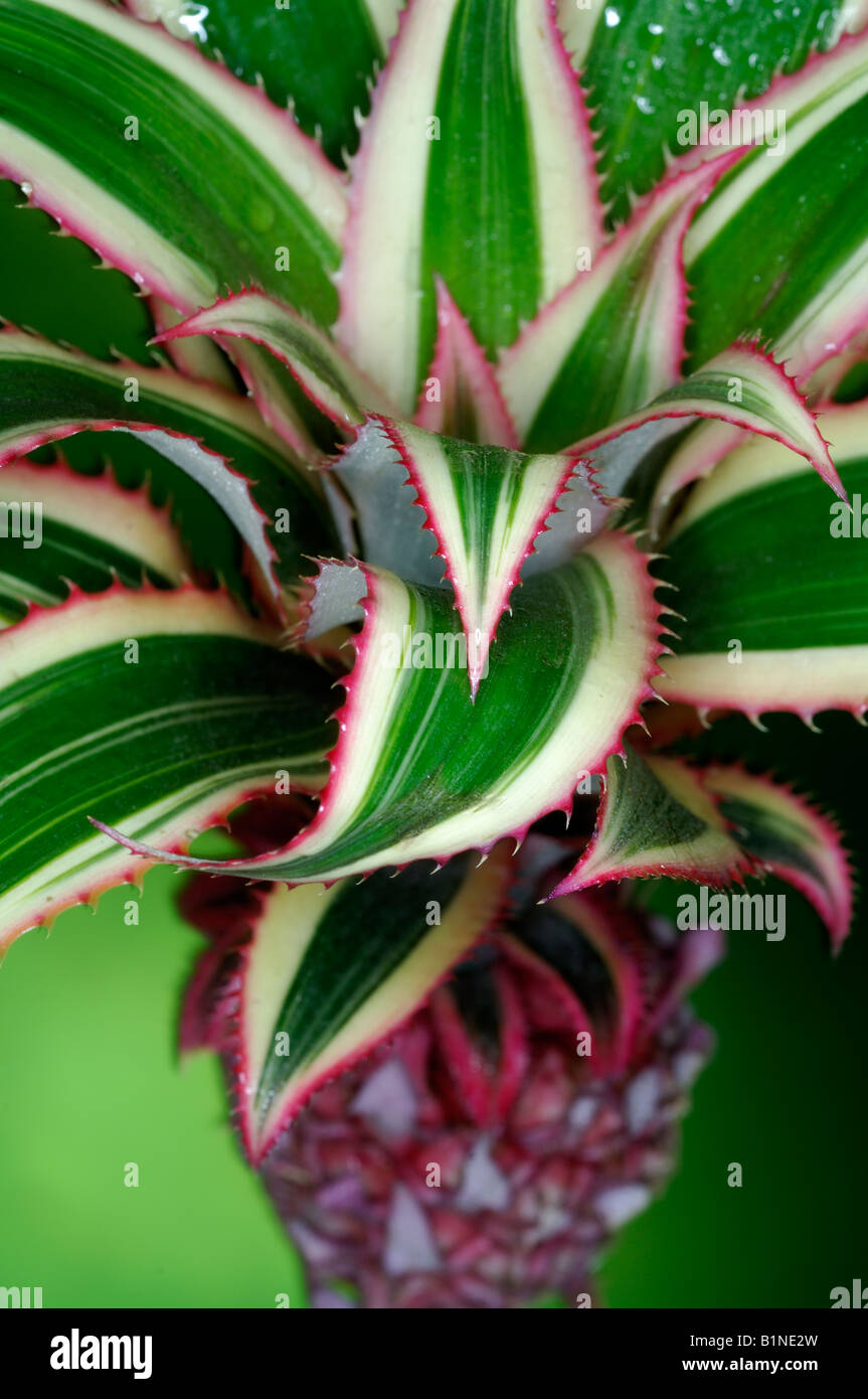 Flores de bromelias fotografías e imágenes de alta resolución - Alamy