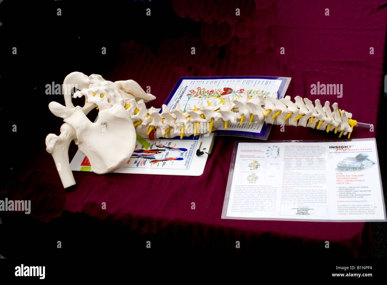 El esqueleto de la cadera y de la columna vertebral de demostración. Grand Old día Feria de la calle St Paul Minnesota, EE.UU. Foto de stock