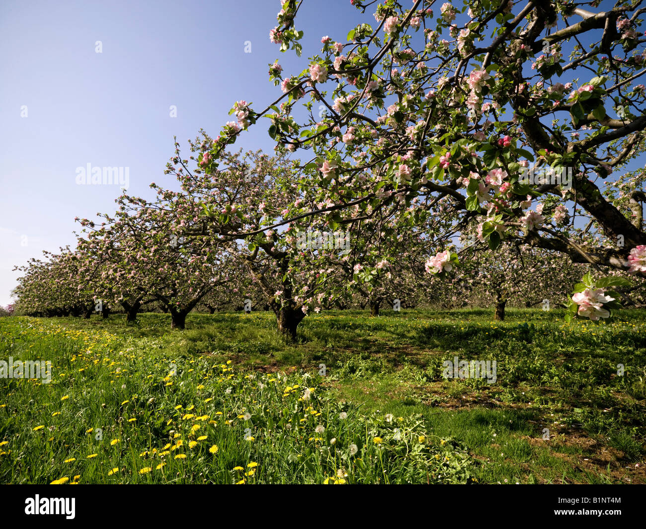Apple Blossom Loughgall Co Armagh en Irlanda del Norte Foto de stock