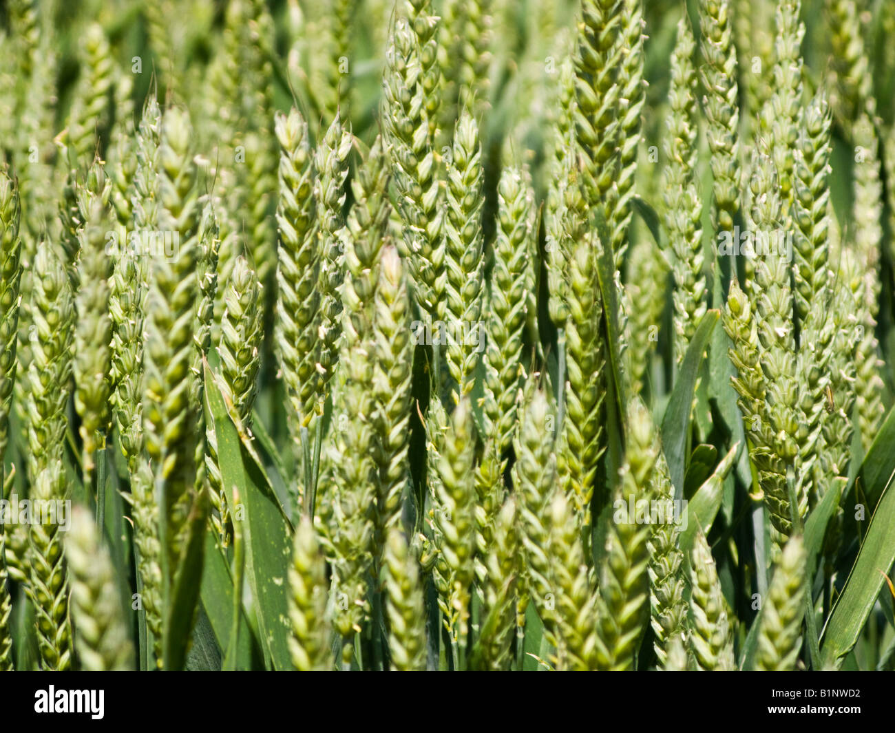 Los jóvenes inmaduros cerca de trigo UK Foto de stock