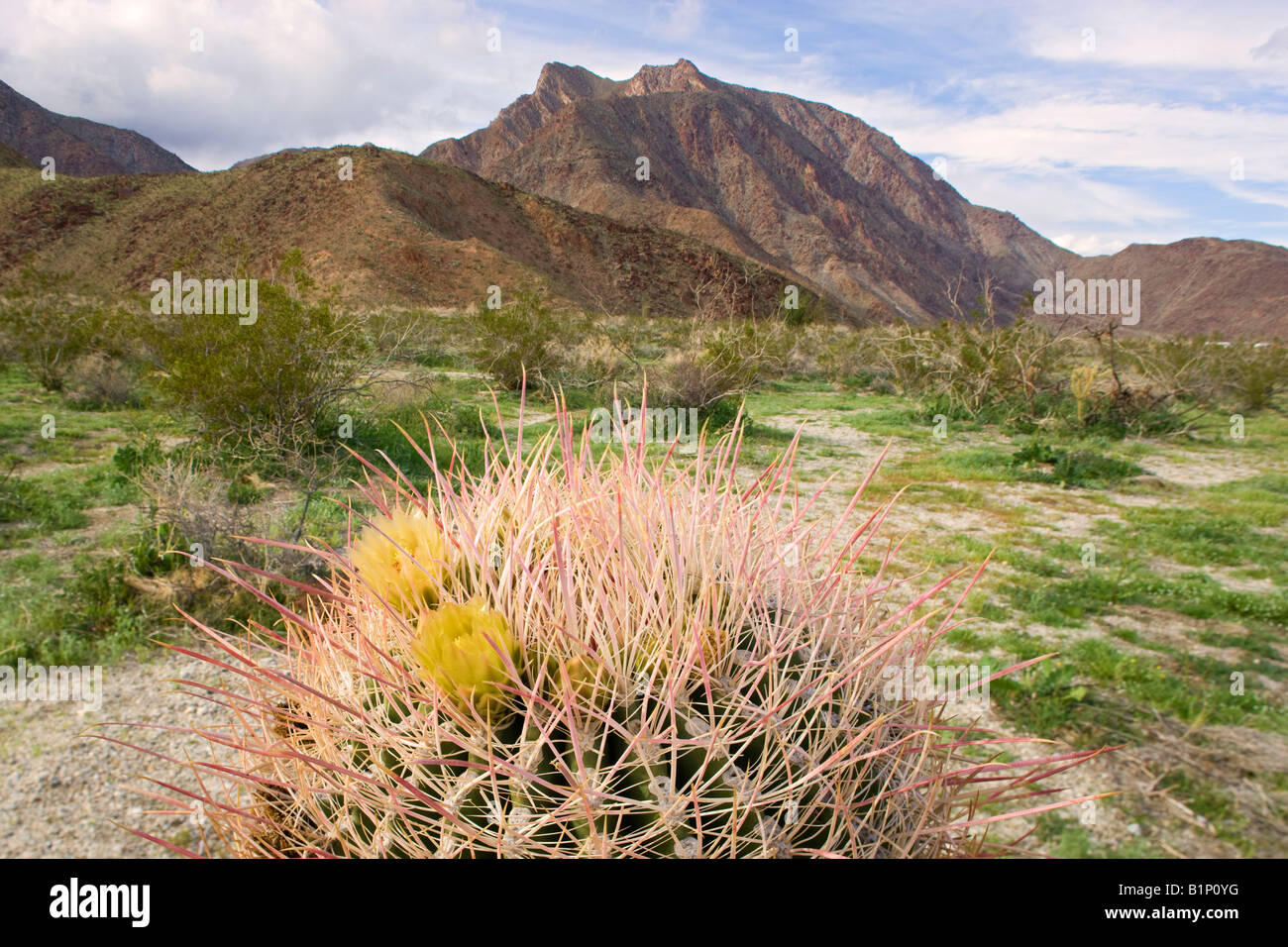 Sudoeste de barril Cactus Anza Borrego Desert State Park California Foto de stock
