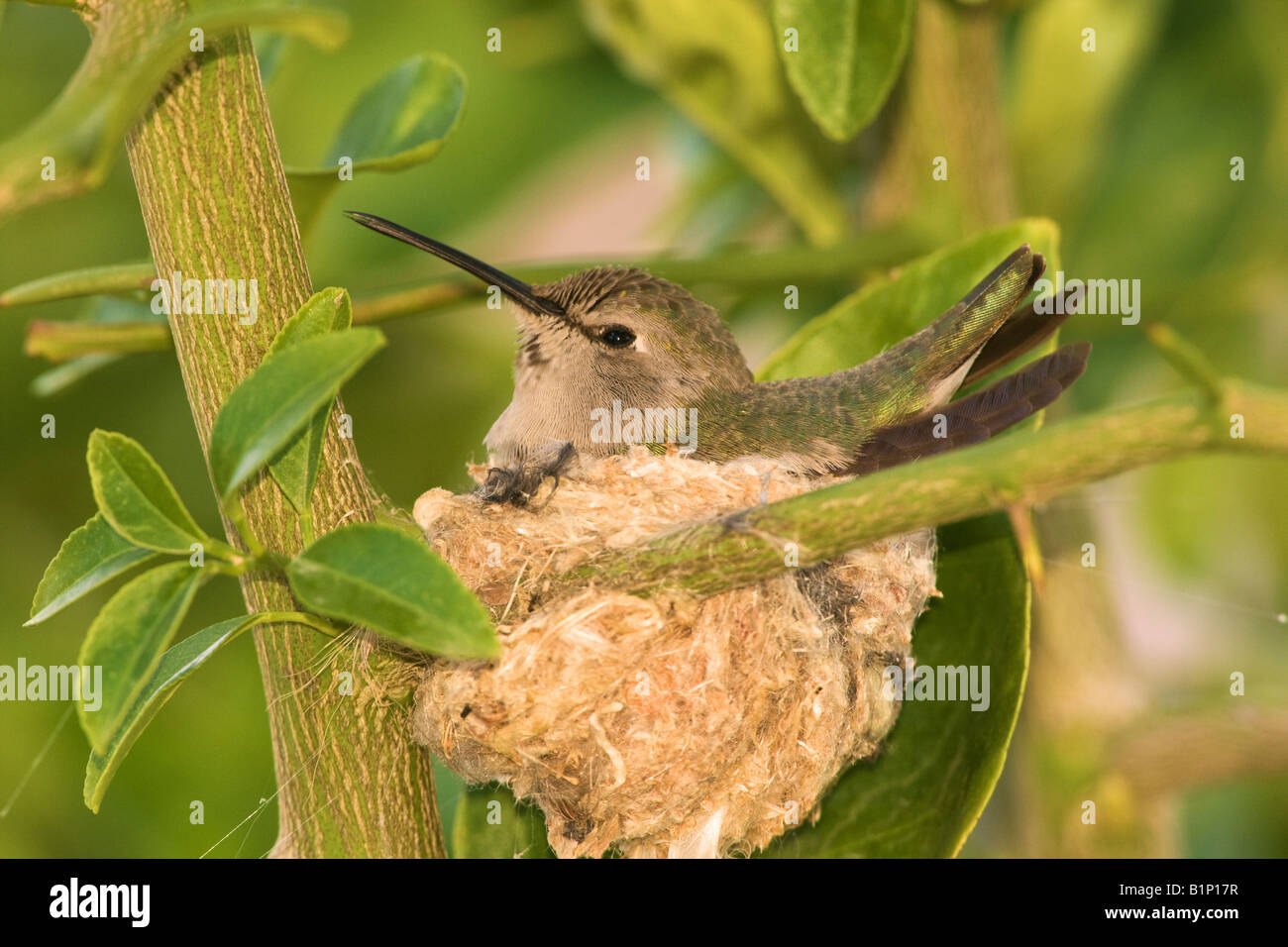 Anna s Hummingbird Calypte anna en un nido de Anza Borrego Desert State Park California Foto de stock