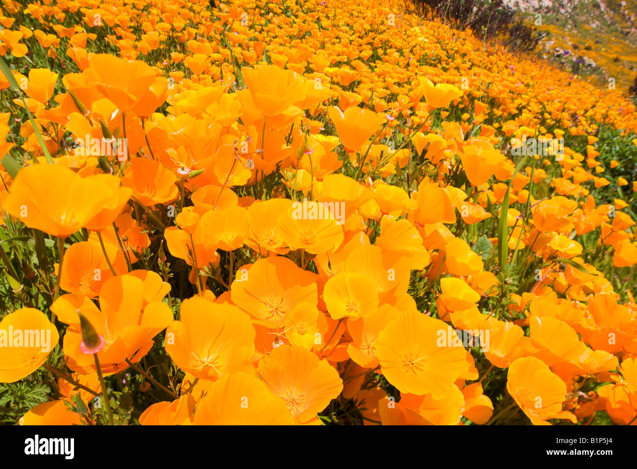Campo Quemado Fotos e Imágenes de stock Alamy