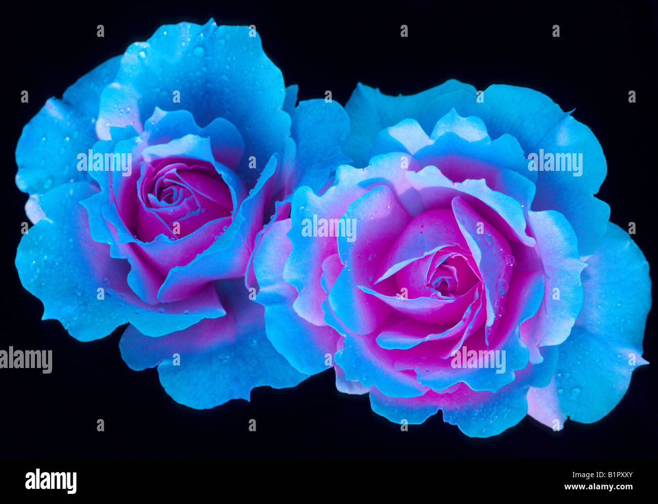 Dos rosas azules, niebla flor azul lavanda micro macro de cerca la  naturaleza la flora natural arreglos florales botánicos pétalos Fotografía  de stock - Alamy