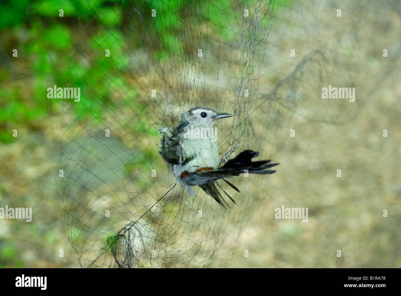 Gray catbird, Dumetella carolinensis, atrapados en un biólogo mist net Foto de stock