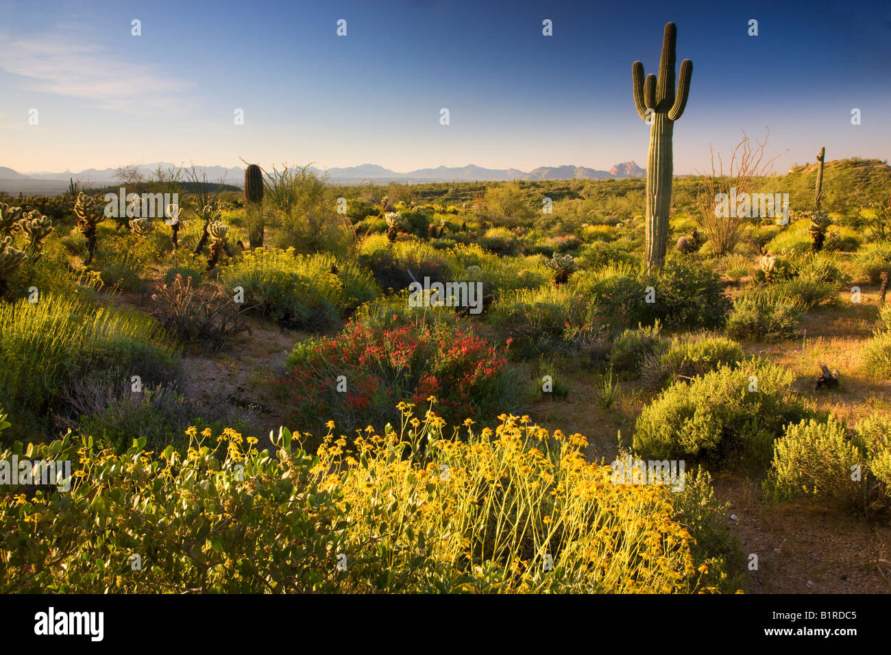 Flores y cactus en el Parque Regional de la montaña McDowell cerca de Fountain Hills fuera de Phoenix, Arizona Foto de stock