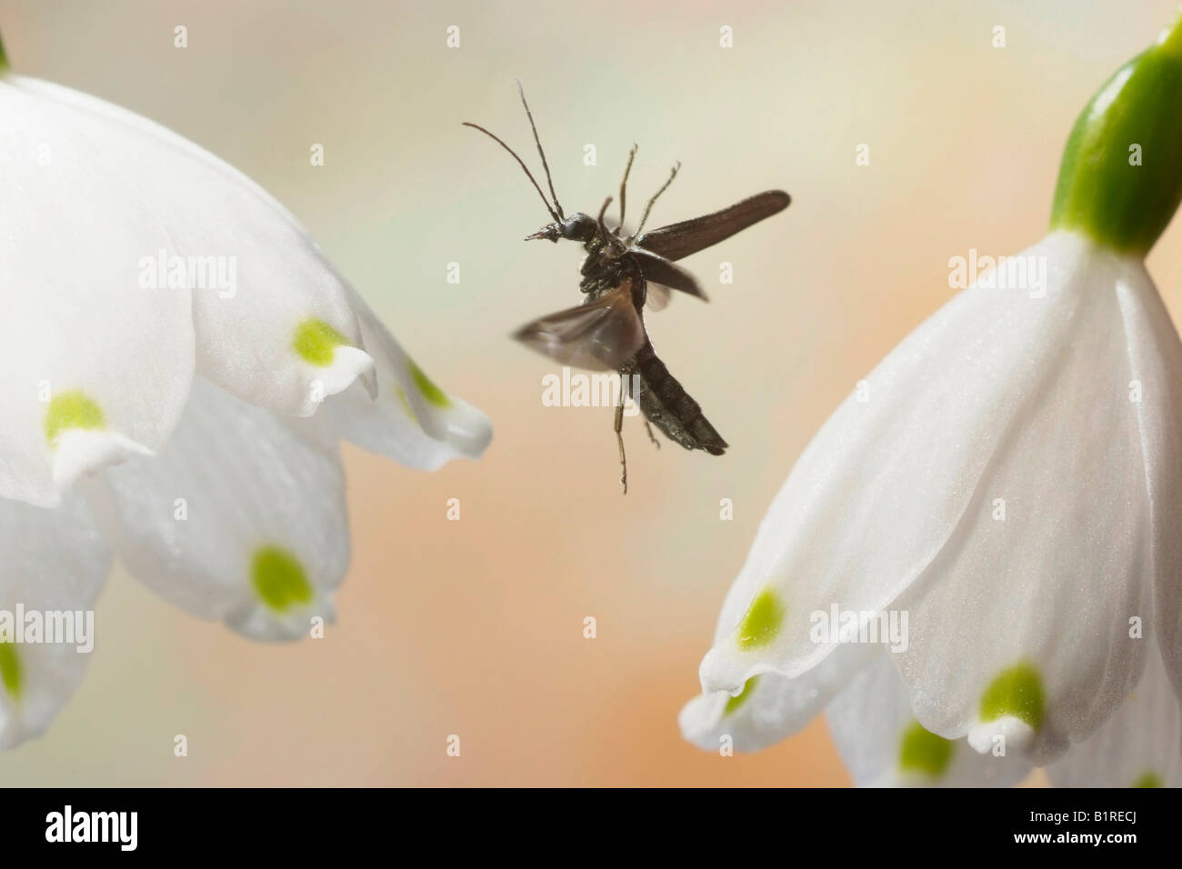 Patas gruesas Flor Escarabajo (Oedemera nobilis) volando Foto de stock