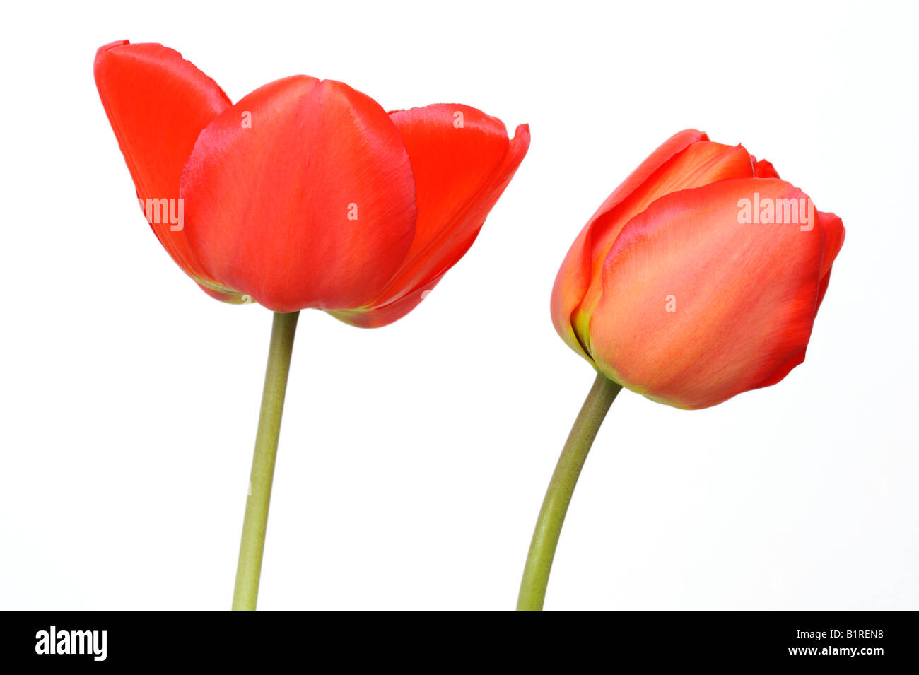 Tulipanes rojos (Tulipa) Foto de stock