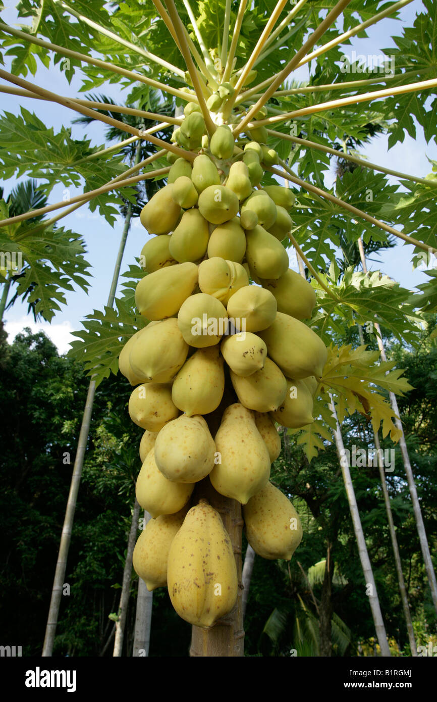 Árbol de papaya (Carica papaya) con papaya madura colgando en el tronco,  Biliau, Papua Nueva Guinea, Melanesia Fotografía de stock - Alamy