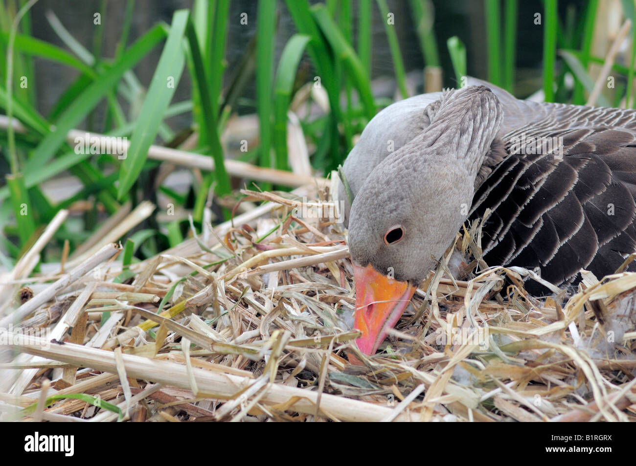 Hembra Graylag Goose (Anser anser), ajustando el nido para los huevos ella cría no se enfríe Foto de stock